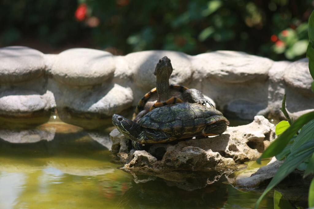 Lush Garden House Near Beaches With Private Pool. Puerto Escondido  Luaran gambar