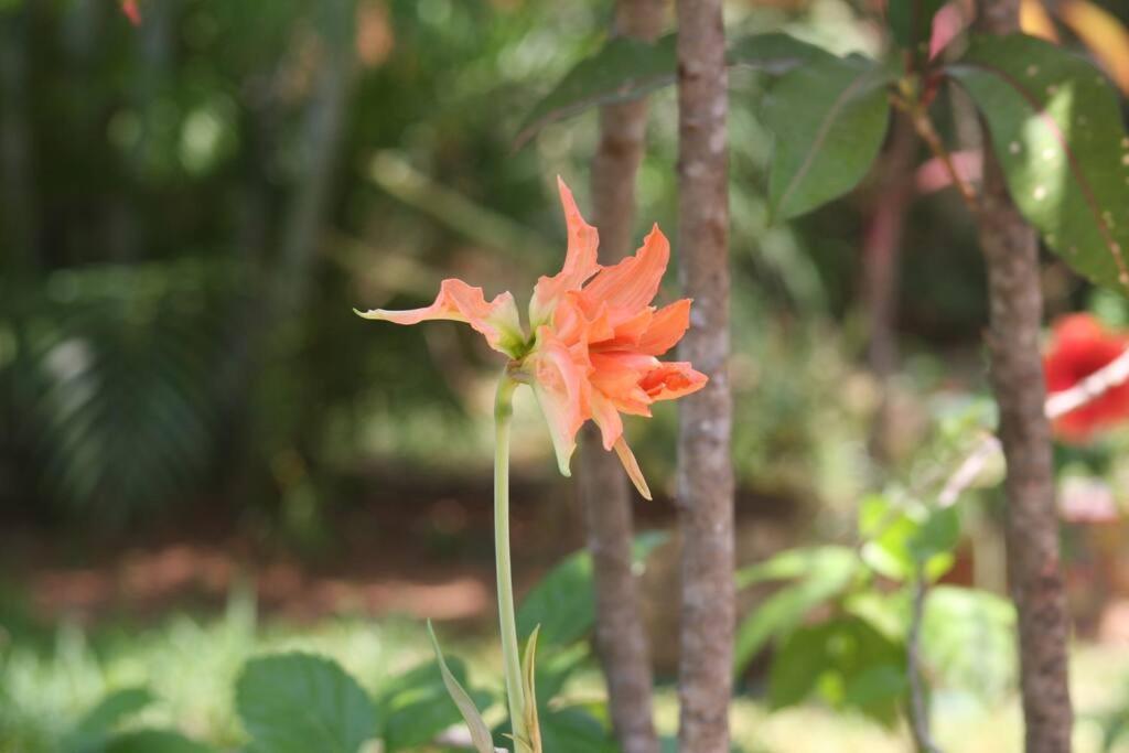 Lush Garden House Near Beaches With Private Pool. Puerto Escondido  Luaran gambar